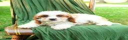 Cavapoo dogs for sale: Mia  - Ad 2