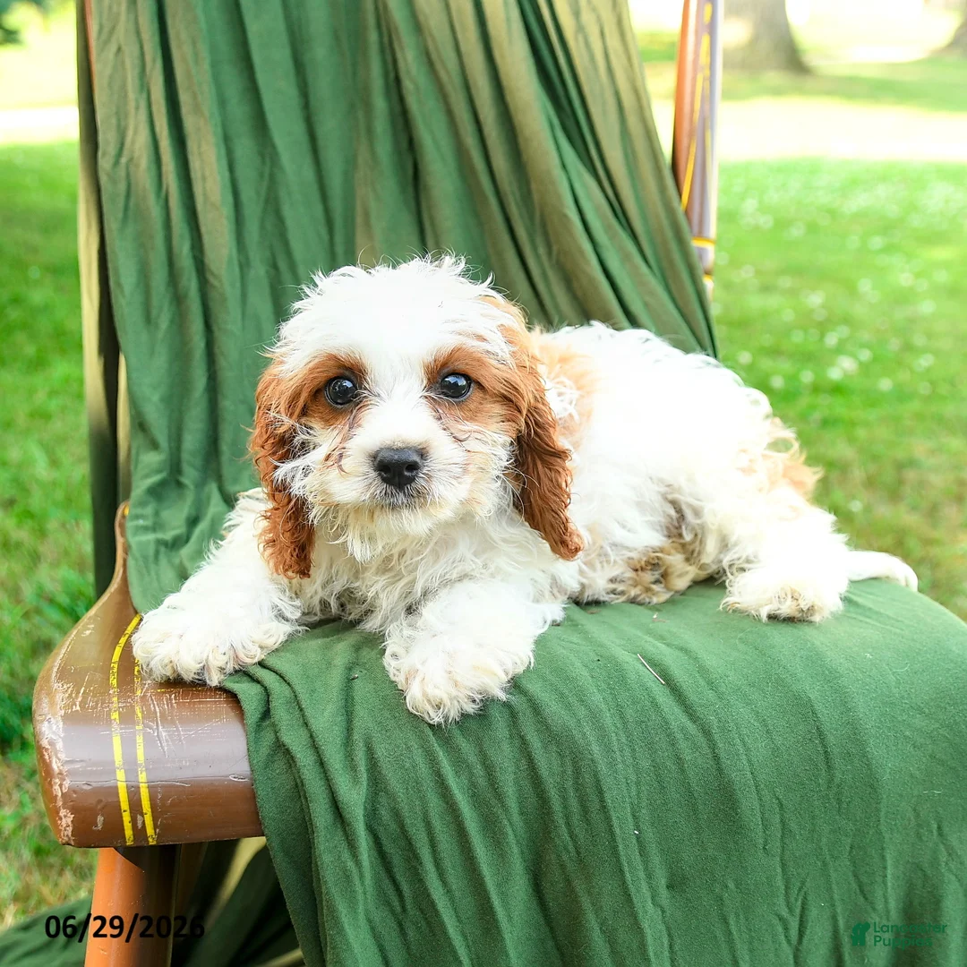 Cavapoo dogs for sale: Mia  - Ad 2