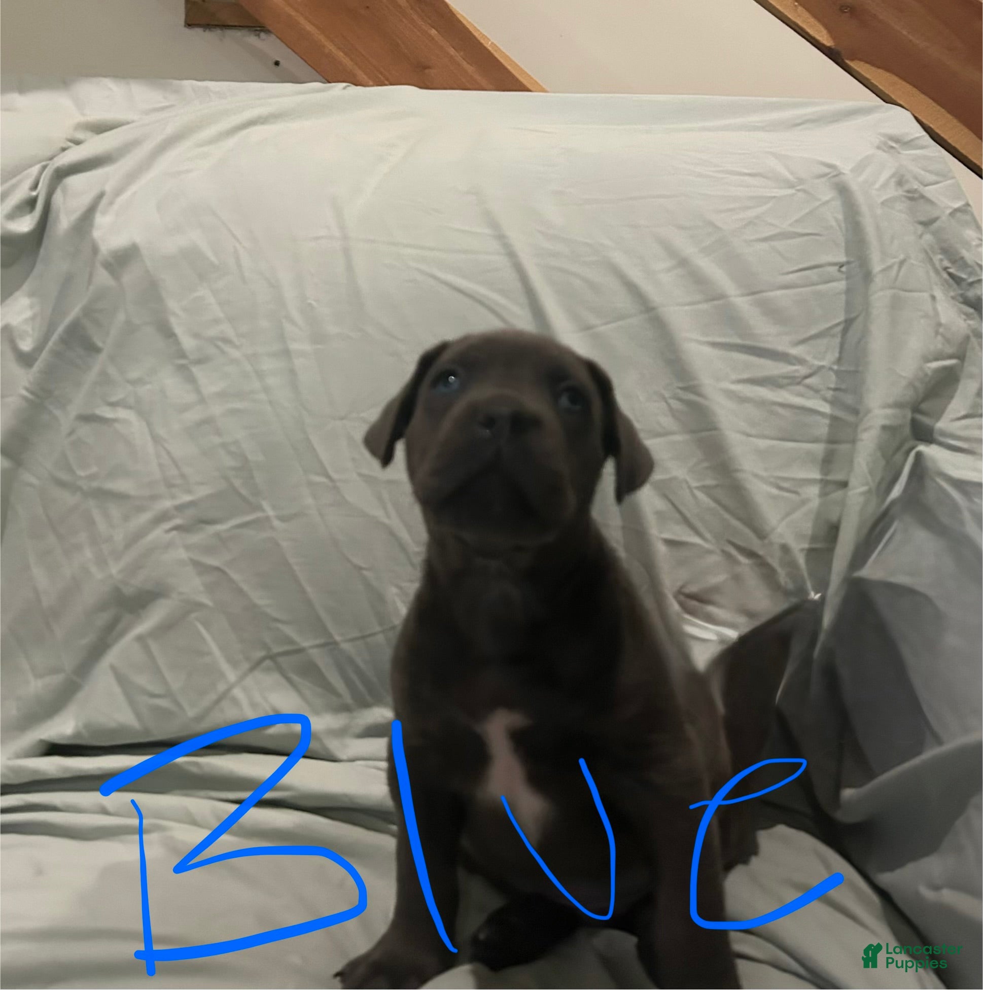 Cane Corso dogs Cane Corso Puppy 1 - Ad 17