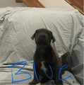 Cane Corso Puppy 1