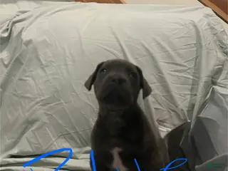 Cane Corso dogs Cane Corso Puppy 1 - Ad 17