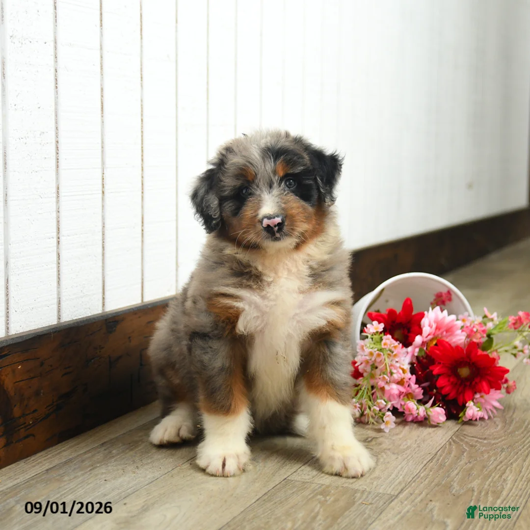 Aussiedoodle dogs for sale: Quillion  - Ad 3