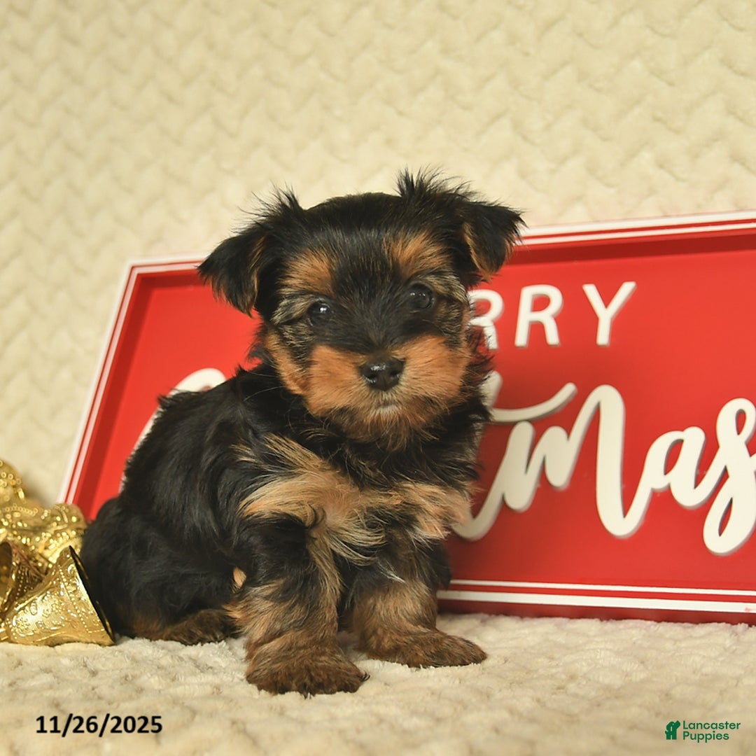 Yorkiepoo dogs for sale: Davon  - Ad 6