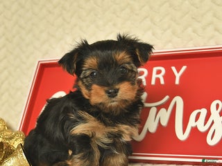 Yorkiepoo dogs Davon - Ad 7