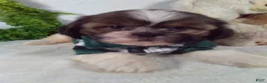Bruno