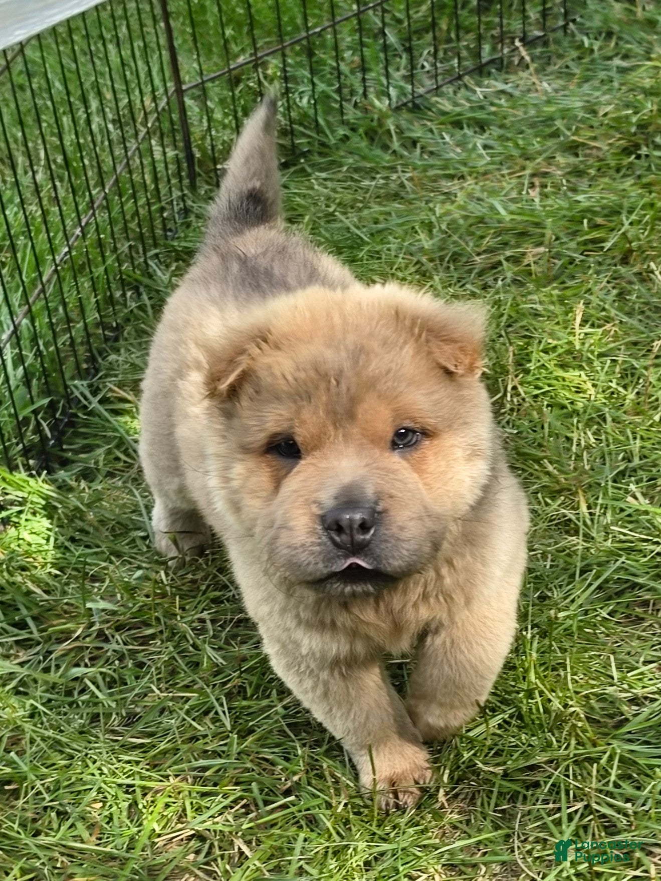 Shar Pei dogs Nacho  - Ad 1