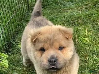 Shar Pei dogs for sale: Nacho - Ad 2