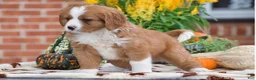 Miniature Bernese Mountain Dog dogs for sale: Lucas - Ad 3