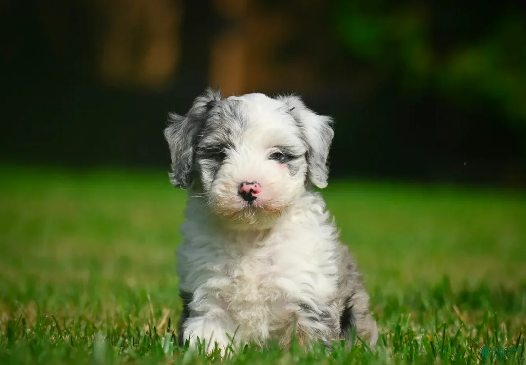 Mini Bernedoodle dogs for sale: Remi - F1B - Ad 5