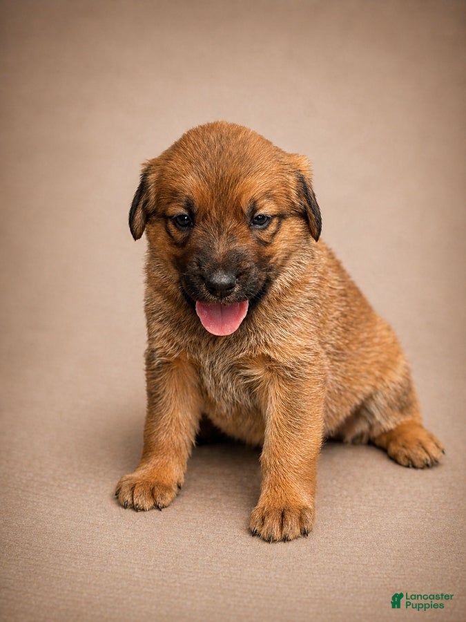 Golden Shepherd dogs Roxy - Ad 2