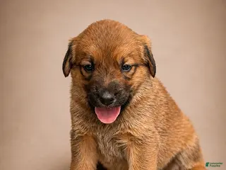 Golden Shepherd dogs Roxy - Ad 2