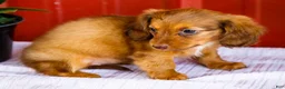 Miniature Dachshund dogs for sale: Bonnie - Ad 5
