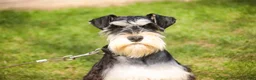 Miniature Schnauzer dogs for sale: Johann - Ad 2