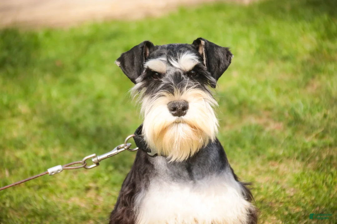 Miniature Schnauzer dogs for sale: Johann - Ad 2