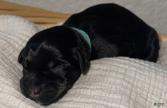 Miniature Schnauzer dogs Ted - Ad 2