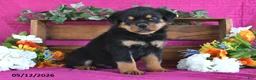 Rottweiler dogs for sale: Marshall - Ad 4