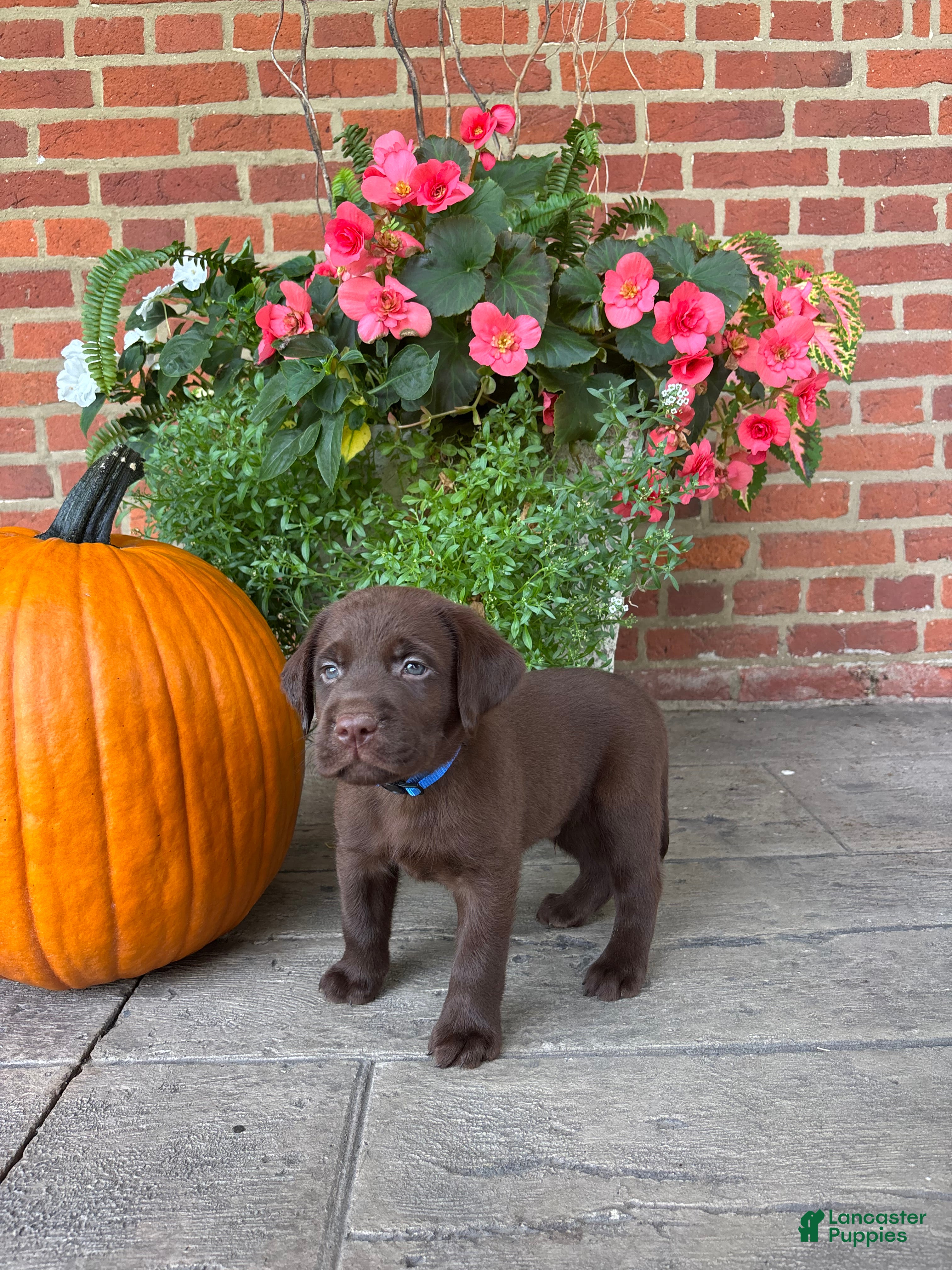 Labrador Retriever dogs Maverick - Ad 33