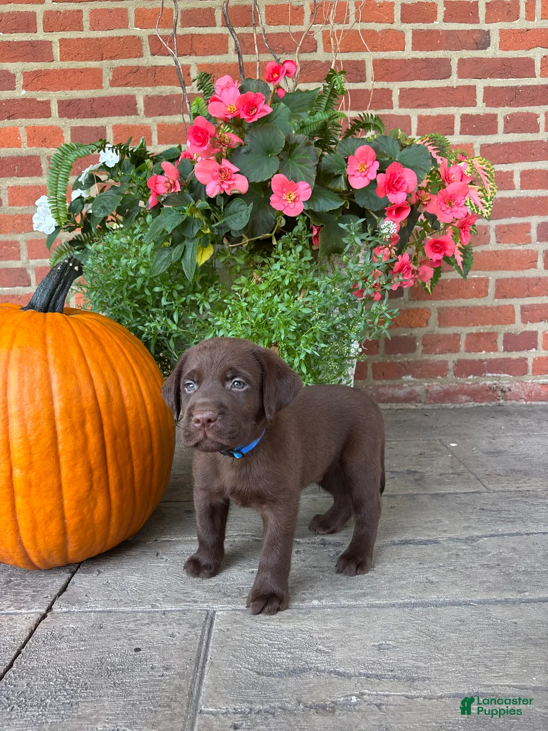 Labrador Retriever dogs for sale: Maverick - Ad 1
