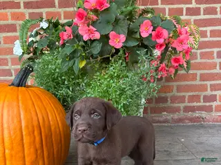 Labrador Retriever dogs Maverick - Ad 41