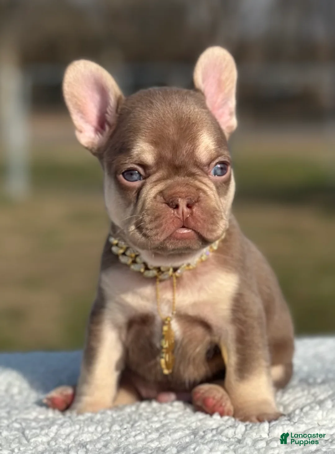 French Bulldog dogs for sale: Valentino  - Ad 2