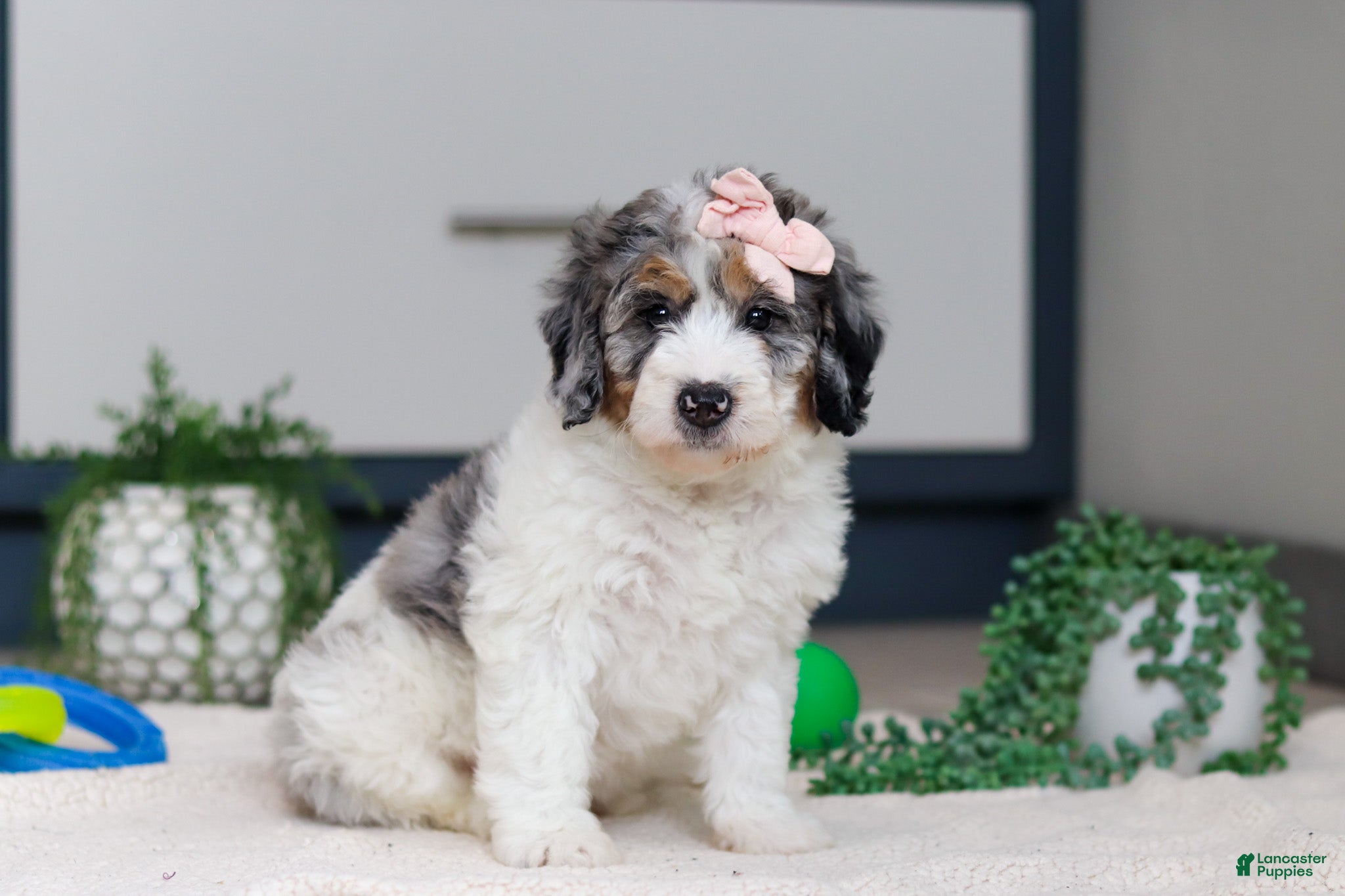 Mini Bernedoodle dogs Jasmine - Ad 2