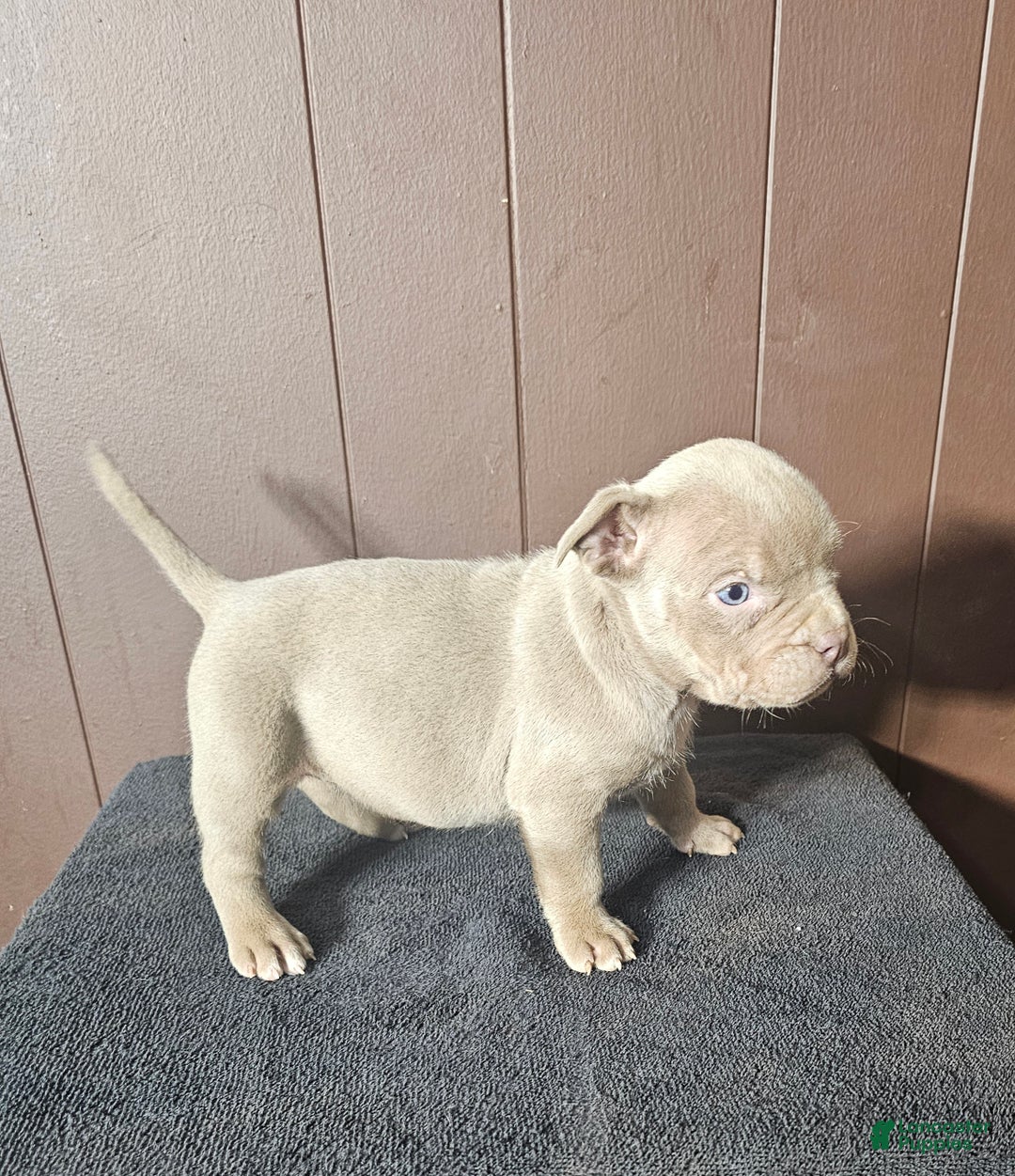 American Bully dogs for sale: Diem - Lilac - Ad 4
