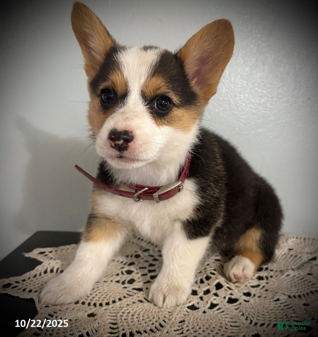 Welsh Corgi Pembroke dogs for sale: Pansy - Ad 3