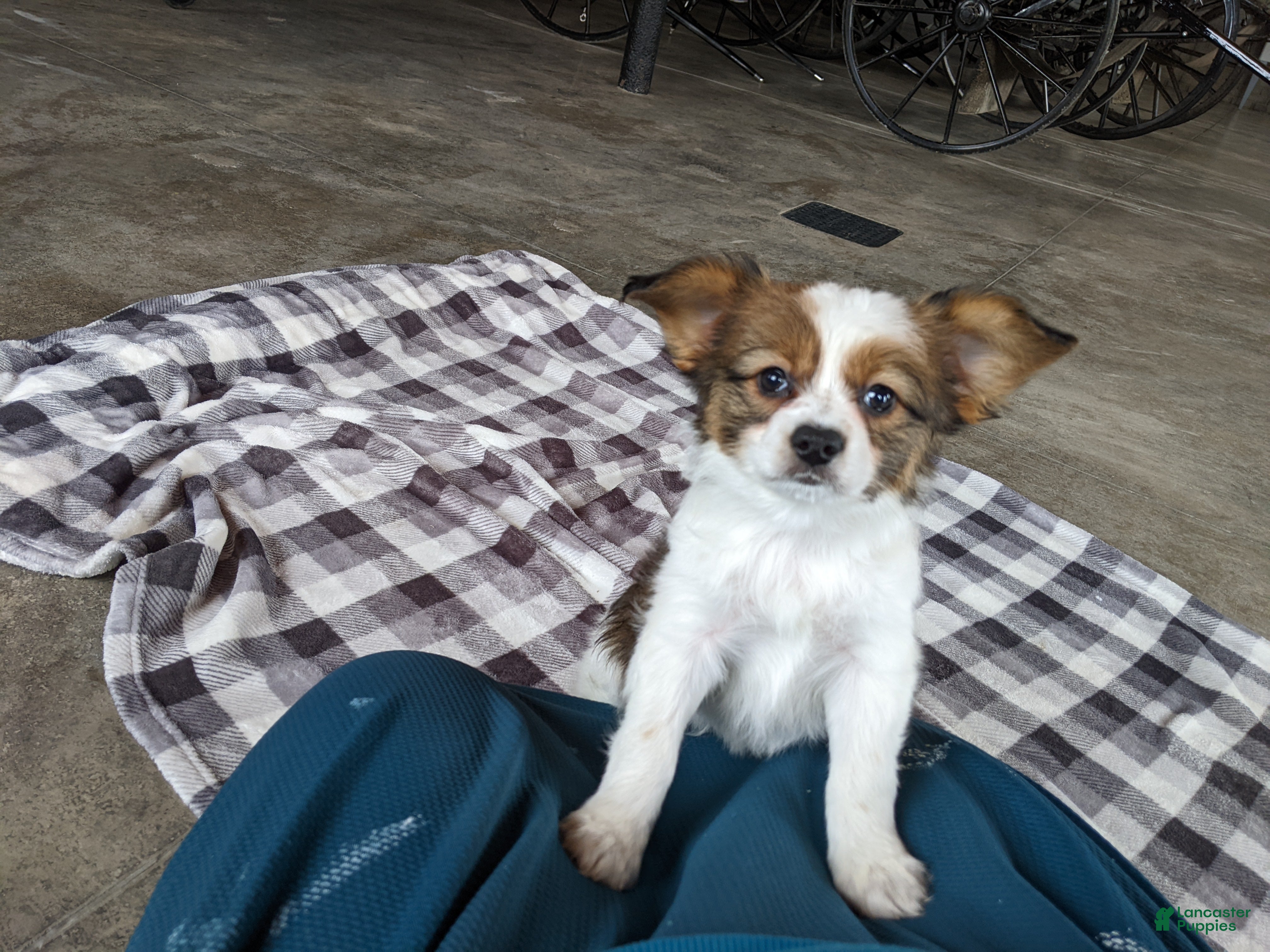 Papillon dogs Champ - Ad 26