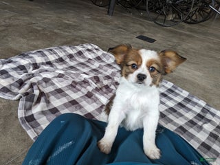 Papillon dogs Champ - Ad 26