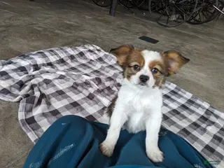 Papillon dogs Champ - Ad 24