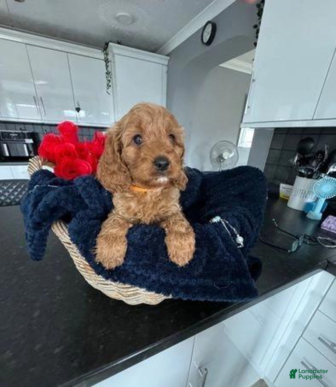 Cavapoo dogs for sale: Jordan - Ad 3