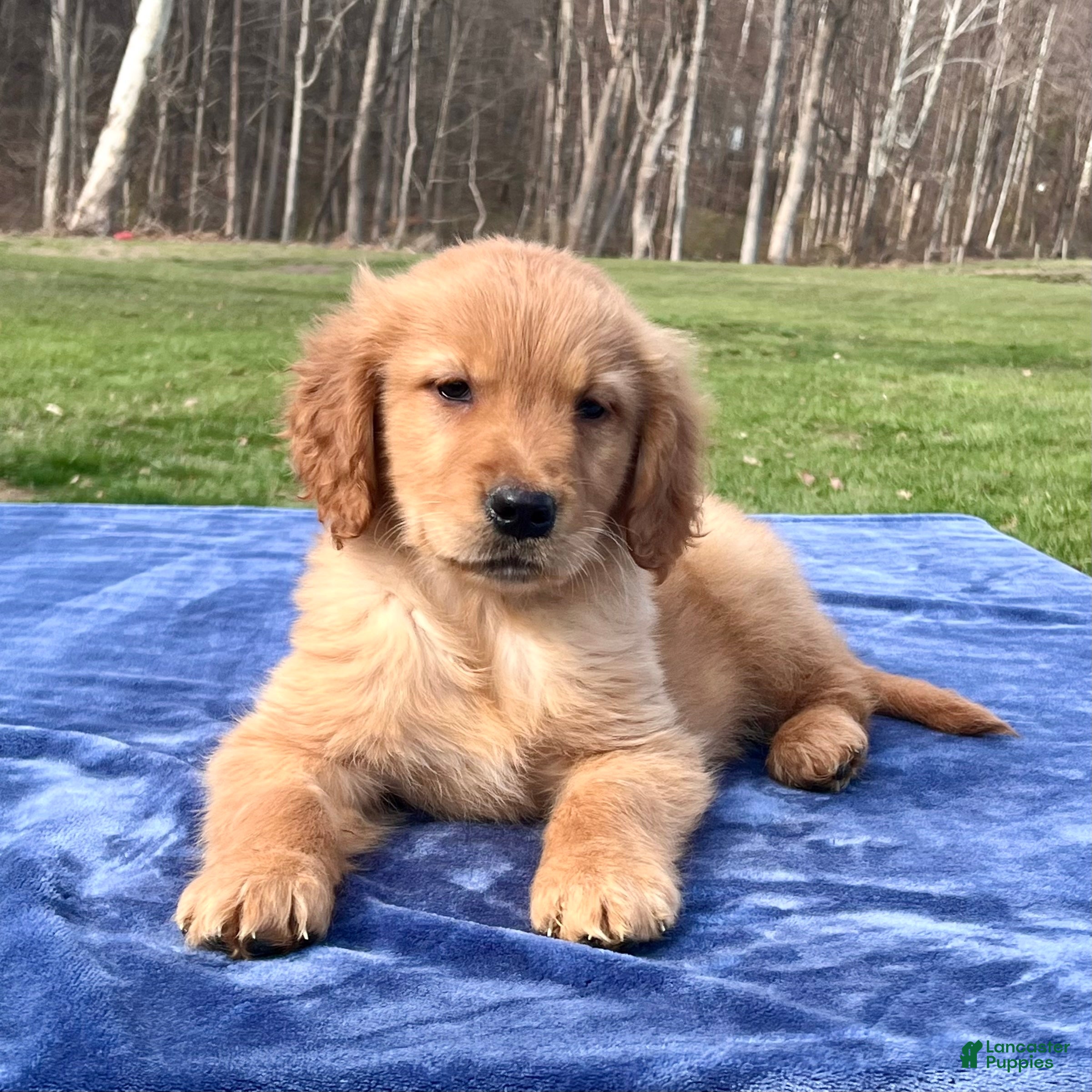 Golden Retriever dogs Reese - Ad 1