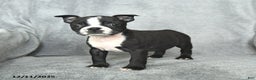 Boston Terrier dogs for sale: Sweetheart - Ad 4