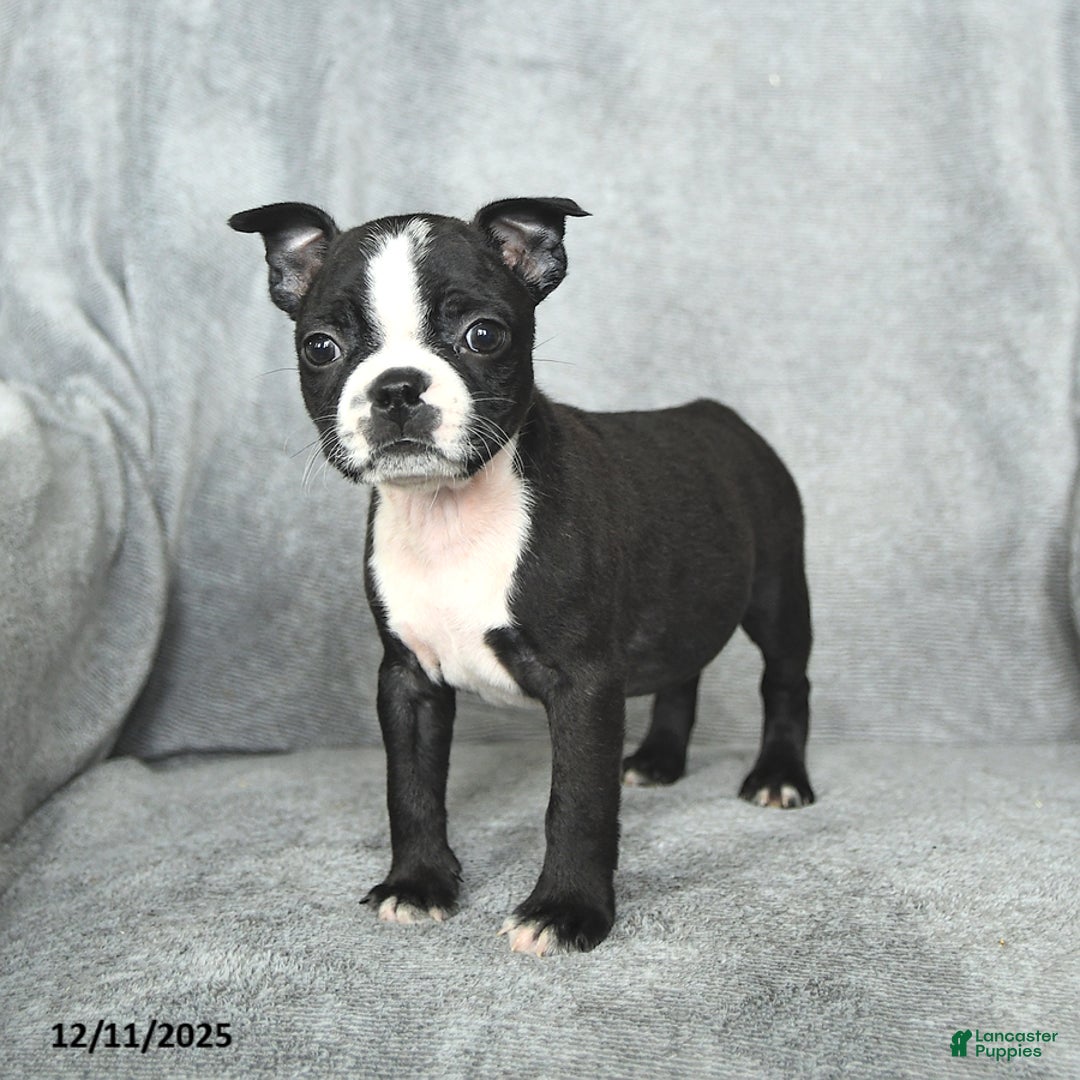 Boston Terrier dogs for sale: Sweetheart - Ad 4