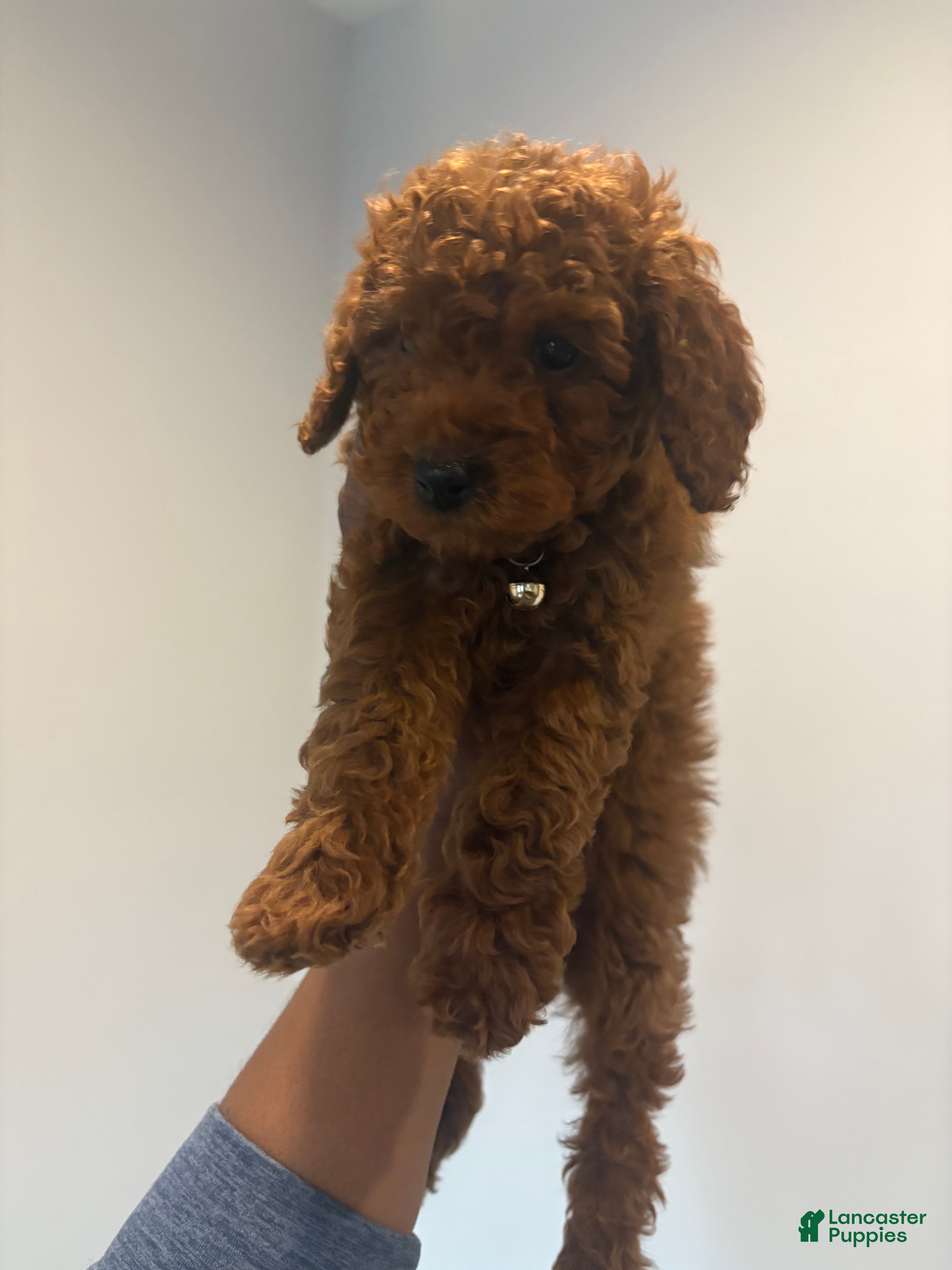 Miniature Poodle dogs Mini/Toy Tweety - Ad 34