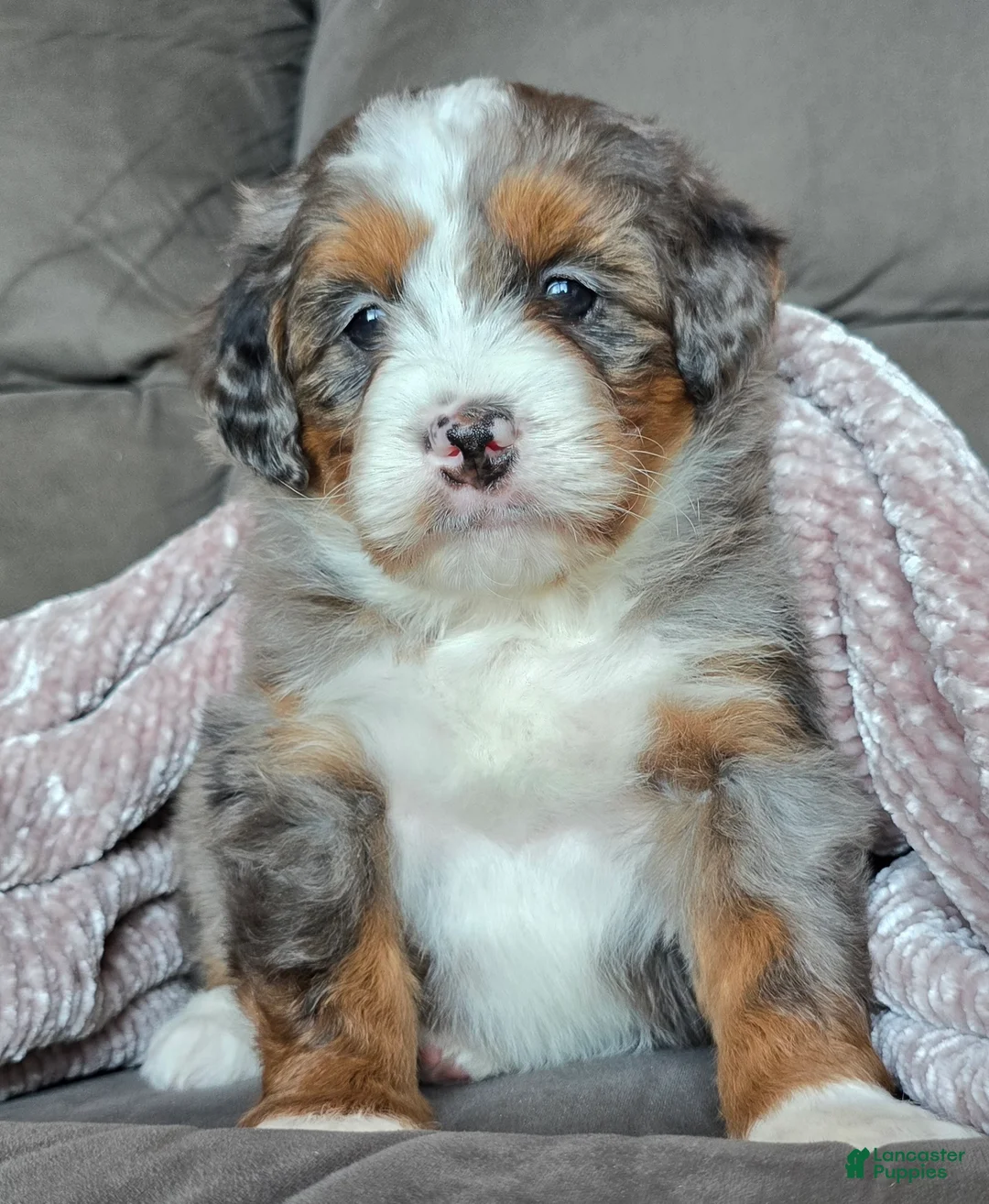Mini Bernedoodle dogs for sale: Mini Sophie - Ad 19
