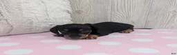Miniature Dachshund dogs for sale: Sierra - Ad 6