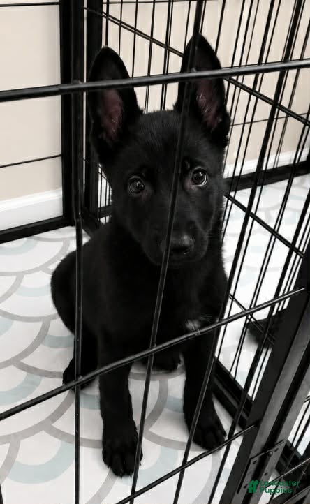 German Shepherd dogs Diesel  - Ad 1