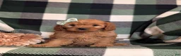 Cavapoo dogs for sale: Clara - Ad 1
