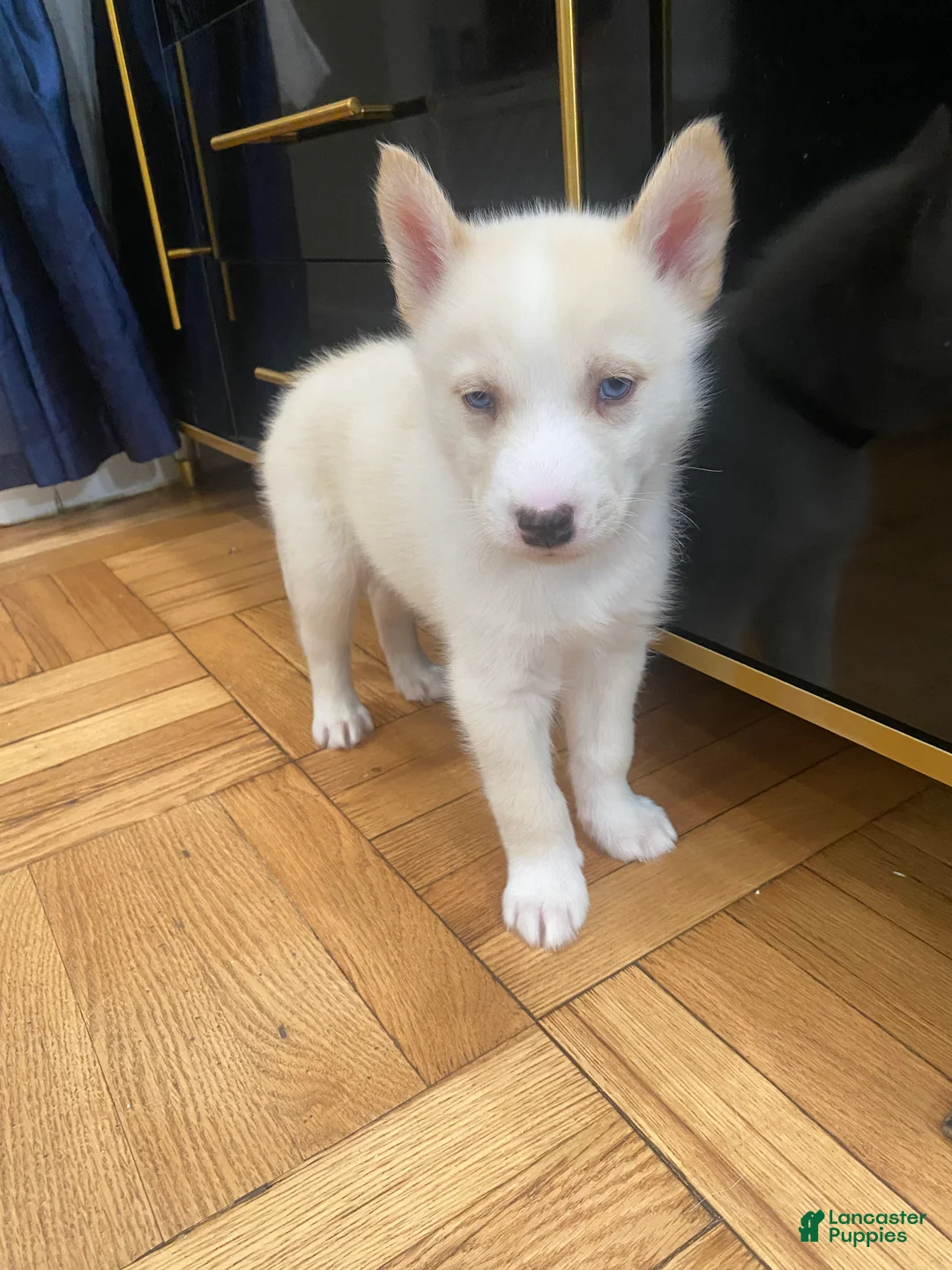 Siberian Husky dogs for sale: Ghost  - Ad 4