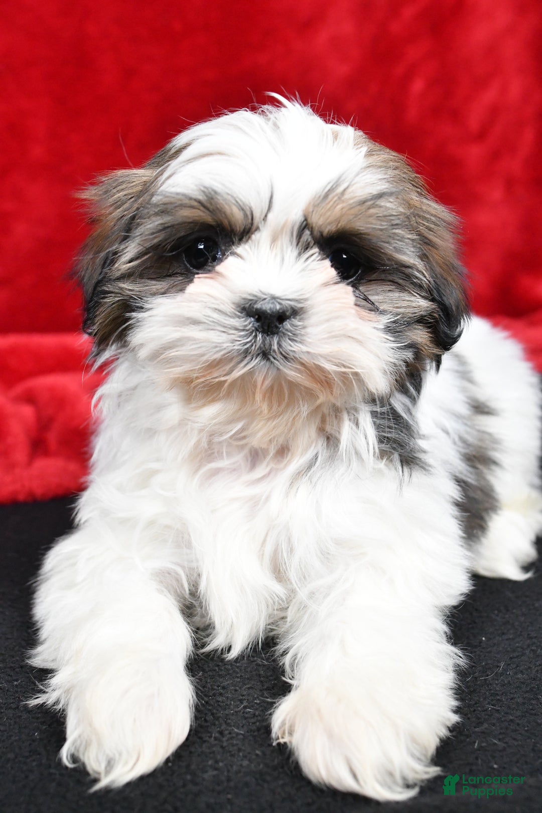 Shih Tzu dogs for sale: Bella - Ad 5