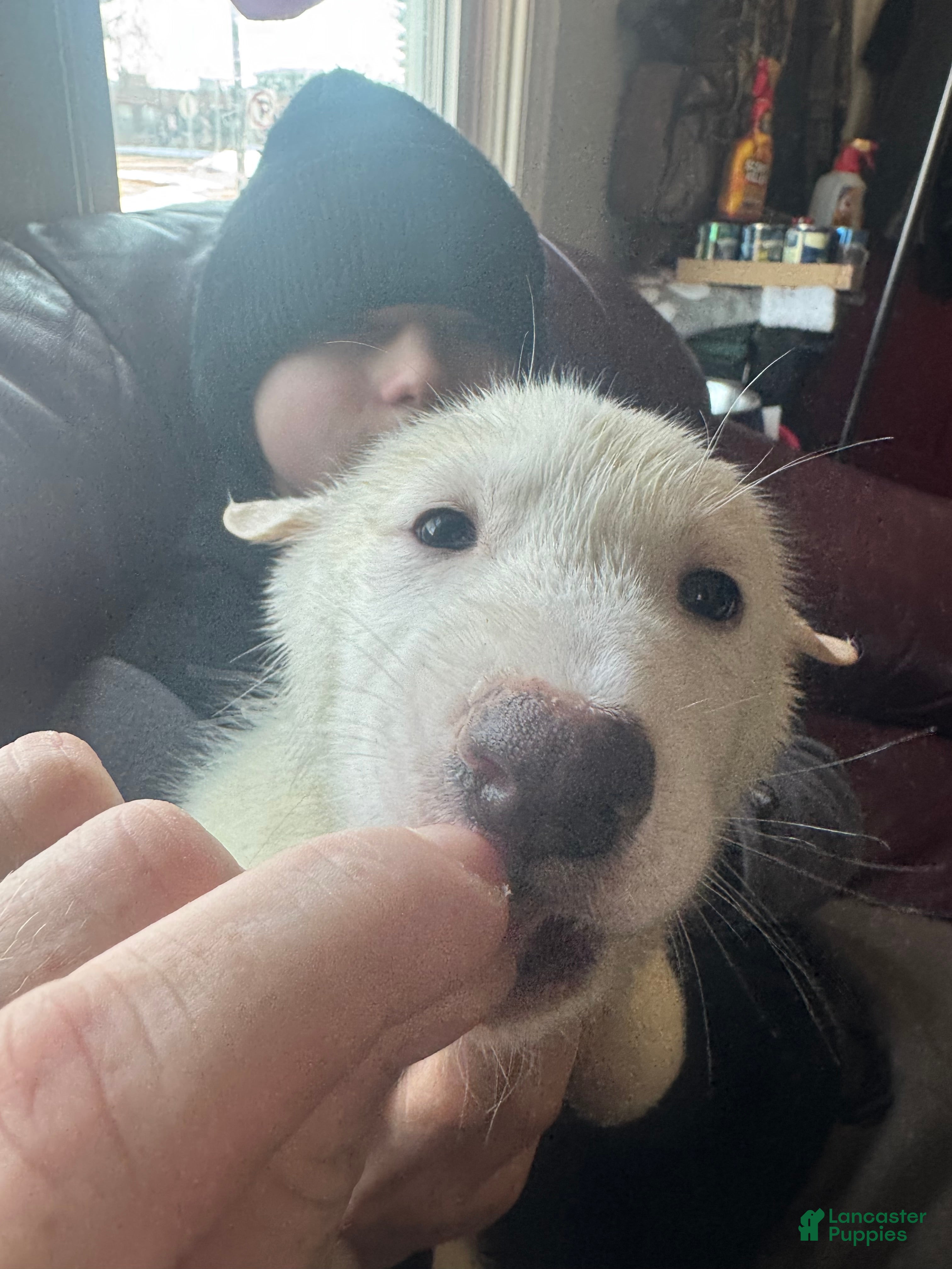 Siberian Husky dogs Siberian Husky Puppy 4 - Ad 20