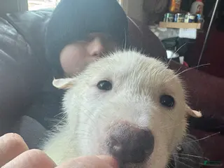 Siberian Husky dogs Siberian Husky Puppy 4 - Ad 36