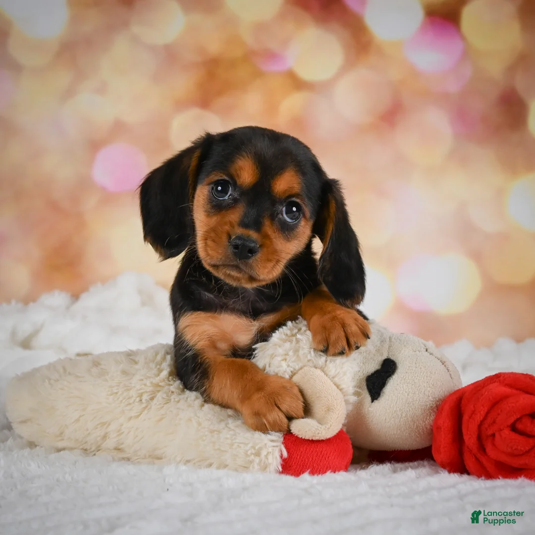 Beaglier dogs for sale: Barney - Ad 1