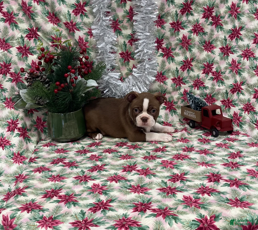 Boston Terrier dogs for sale: Allie - Ad 6