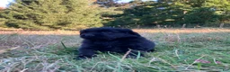 Newfoundland dogs for sale: Scarlet - Ad 4