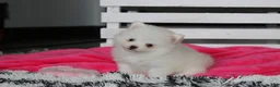 Pomeranian dogs for sale: Bianca  - Ad 3