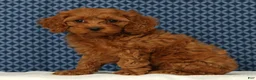 Cockapoo dogs for sale: Princess - Ad 5