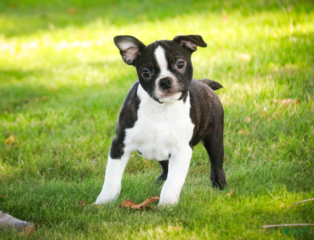 Boston Terrier dogs for sale: Howie - Ad 2