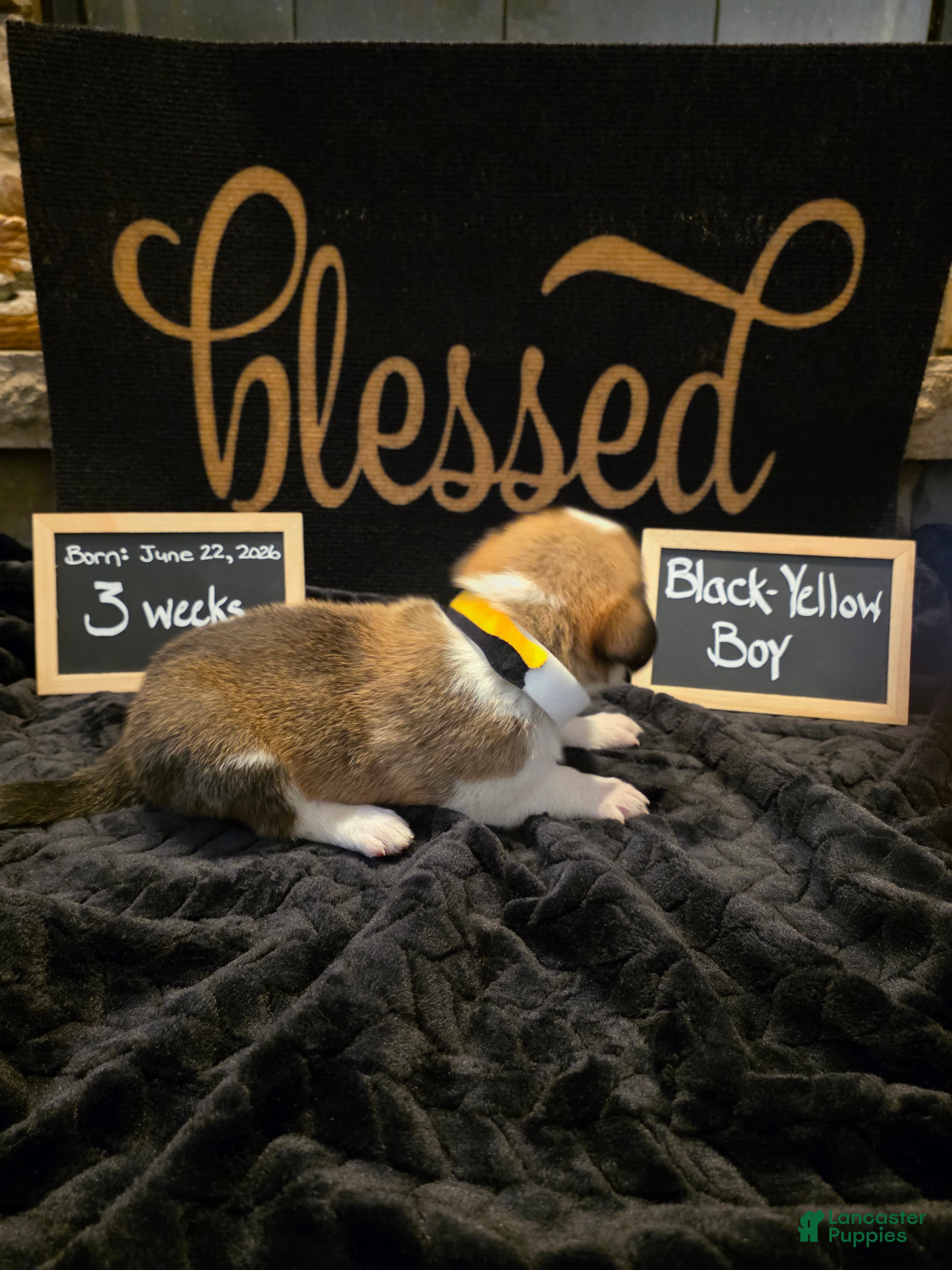 Mixed Breed dogs Black-Yellow Boy - Ad 2